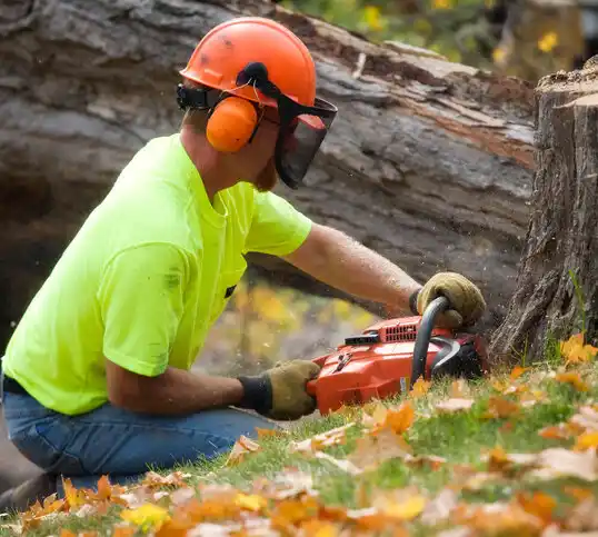 tree services Floral Park